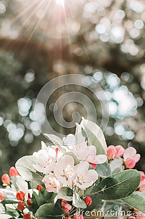 Spring pink and wit blossom Stock Photo