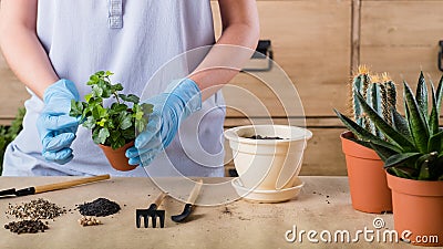 Spring plant repotting indoor garden care woman Stock Photo