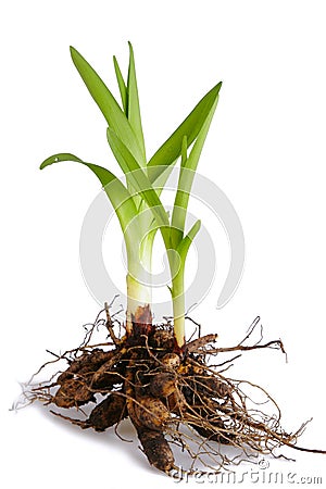 Spring Plant with Root Stock Photo