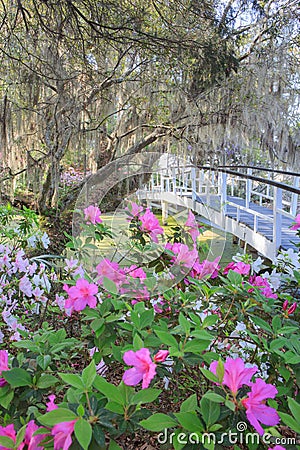 Spring Plantation Garden South Carolina Stock Photo