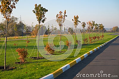 Spring planting of trees in the park along the road. Stock Photo
