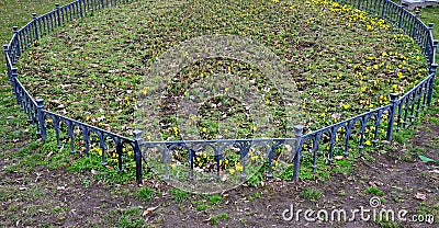 Spring planting of violets, bordered by a low fence of metallic gray fittings in the shape of an oval in the lawn. protection agai Stock Photo