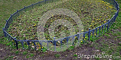Spring planting of violets, bordered by a low fence of metallic gray fittings in the shape of an oval in the lawn. protection agai Stock Photo