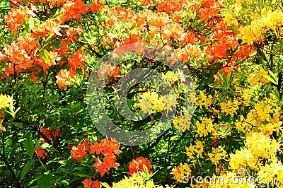 Spring plants colors Stock Photo