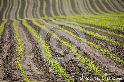 Spring plowed field curves Stock Photo