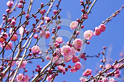 Spring plum blossom branches pink flower Stock Photo