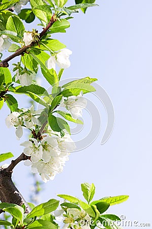 Spring Plum or Cherry leaves and blossom Stock Photo