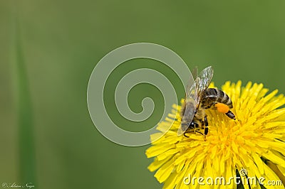 Spring pollination Stock Photo