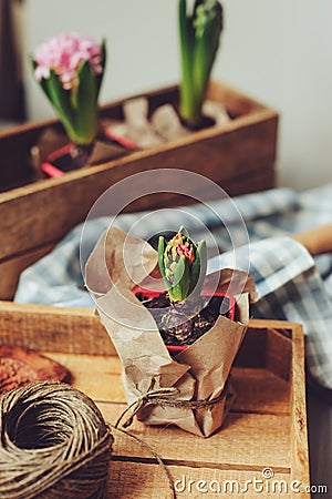 Spring preparations at home. Planting hyacinth flowers bulbs. Gardening hobby Stock Photo