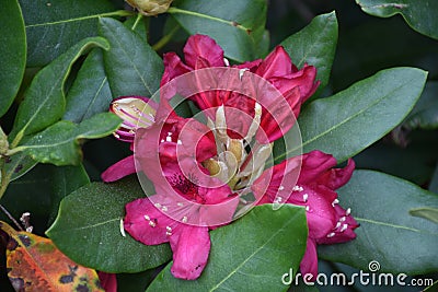 Pretty Flowering Dark Pink Rhododendron Bush Blooming Stock Photo