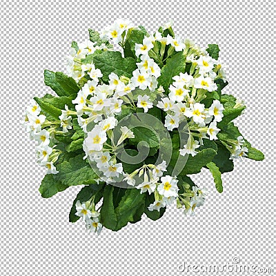 Spring primrose flowers on an empty background Stock Photo