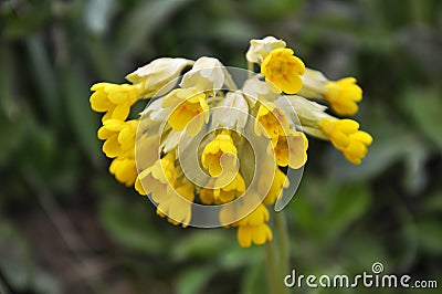 In spring, primrose Primula veris blooms in nature Stock Photo