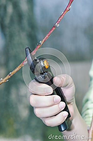 Spring pruning detail Stock Photo