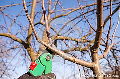 Pruning apple with garden scissors. Spring pruning of fruit trees in the garden. Stock Photo