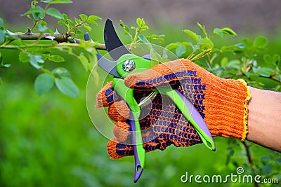 Spring pruning roses in the garden, gardener`s hand with secateur Stock Photo