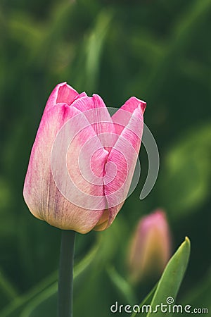 Spring a public city park tulips closeup - image Stock Photo