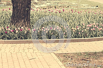 Spring public park, stone paths and blooming tulips Stock Photo