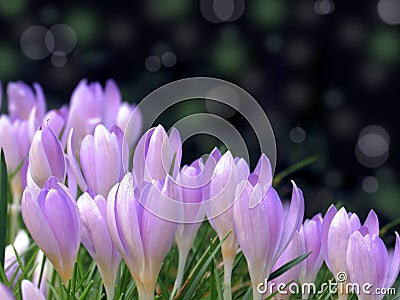 Spring purple crocus flower bokeh abstract background Stock Photo