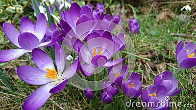 Spring purple crocuses flowering blooming 3 Stock Photo