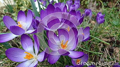 Spring purple crocuses flowering blooming 2 Stock Photo