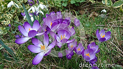 Spring purple crocuses flowering blooming Stock Photo