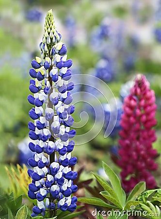 Spring purple flower Stock Photo