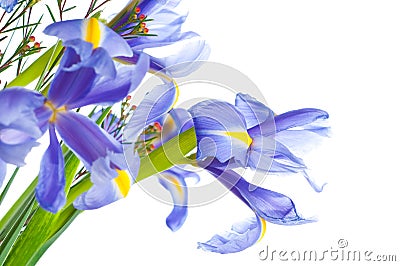 Spring purple flowers irises Stock Photo