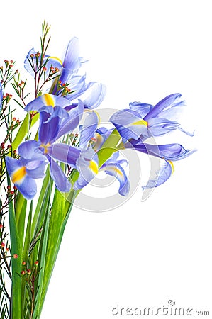 Spring purple flowers irises Stock Photo