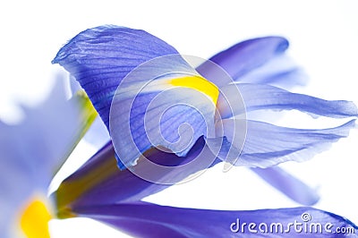 Spring purple flowers irises Stock Photo