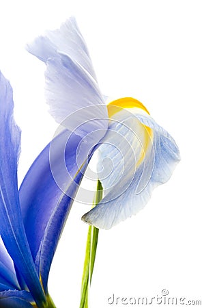 Spring purple flowers irises Stock Photo