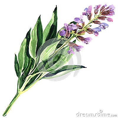 Spring purple sage flower or blue salvia isolated, watercolor illustration on white Cartoon Illustration