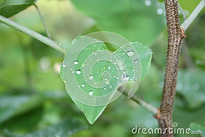 Spring rain left overs Stock Photo