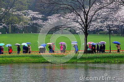 Spring rain, tulip blossoms in full bloom at the same time, as visitors. Editorial Stock Photo