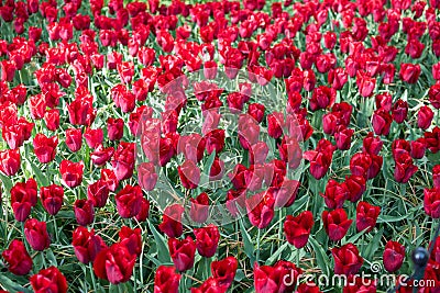 Spring red tulips Editorial Stock Photo