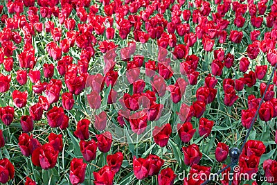 Spring red tulips Editorial Stock Photo
