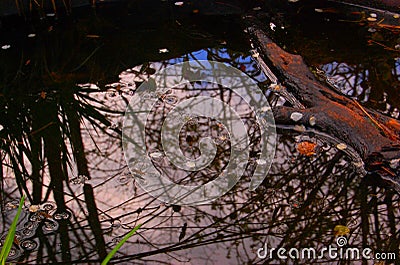 A spring reflection in a puddle Stock Photo
