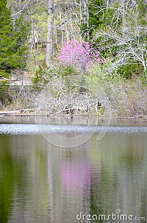 Spring Reflection Stock Photo