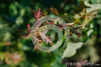 Red-green young leaves of a tree in the sun. Close-up. Soft focus Stock Photo