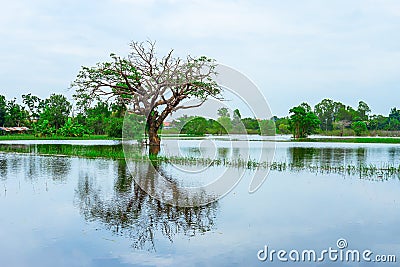 Oak Tree, Tree, Flood, Lake, Leaf Vegetable Stock Photo