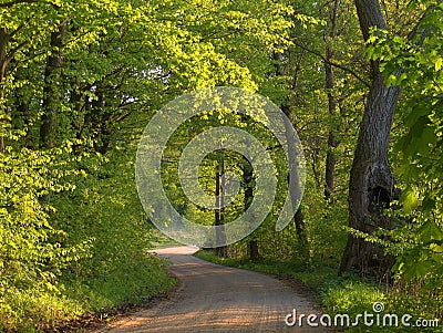 Spring road Stock Photo