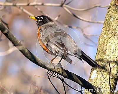 Spring Robin Stock Photo