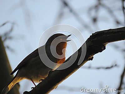 Spring Robin sings loudly from its branch Stock Photo
