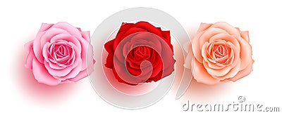 Spring rose flowers set vector design. Rose and camellia beautiful, fresh and blooming flower collection Vector Illustration