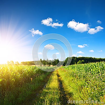 Spring rural landscape. Dirt road in corn field. Stock Photo