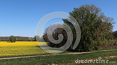 Spring rural landscape with yellow blossoming rapefield surrounded by lanes of broadleaf trees and field road in front. Stock Photo