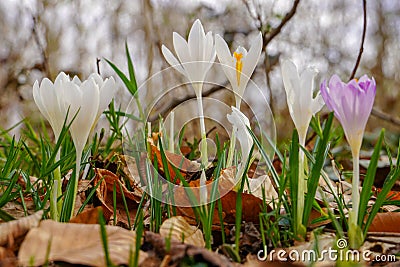 Spring saffron flowers in the forest Stock Photo