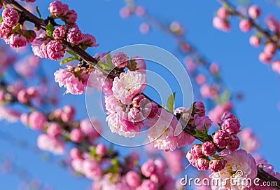 Spring sakura blossoms Stock Photo