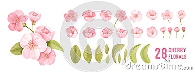 Spring sakura cherry blooming flowers. Isolated realistic pink petals, blossom, branches, leaves vector set Cartoon Illustration