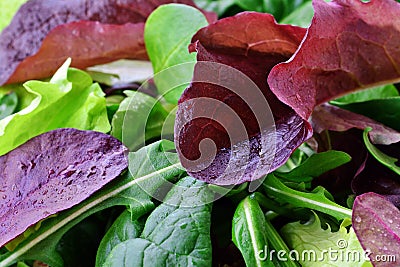 Spring salad of mixed greens macro Stock Photo