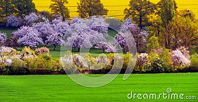 Spring scene with blooming trees and fields Stock Photo